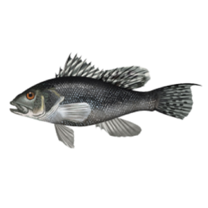 Black_Sea Bass_Centropristis_striata