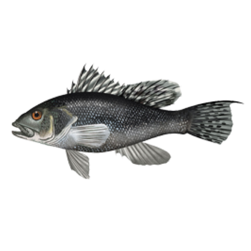 Black_Sea Bass_Centropristis_striata